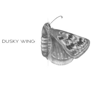 Dusky Wing